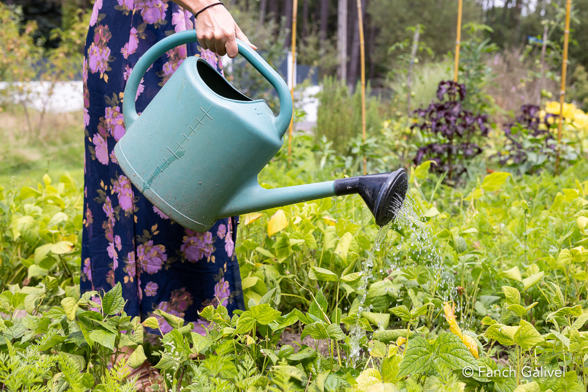 Arrosage des légumes d'un jardin potager avec de l'eau de pluie