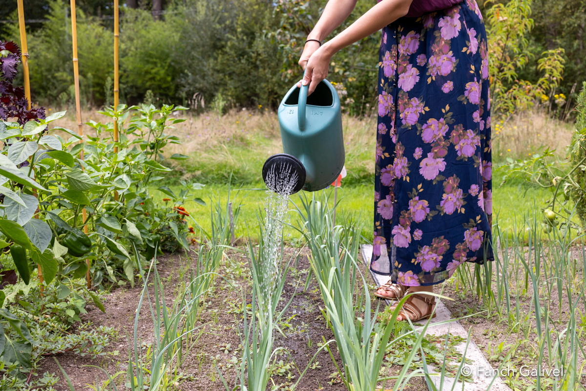 Arrosage des légumes d'un jardin potager avec de l'eau de pluie