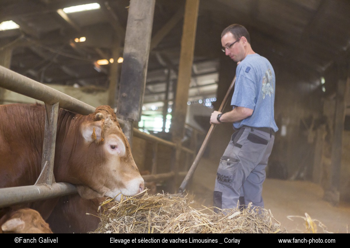 Exploitation agricole de Mr Rault à Corlay (22). Elevage et sélection de vaches Limousines.