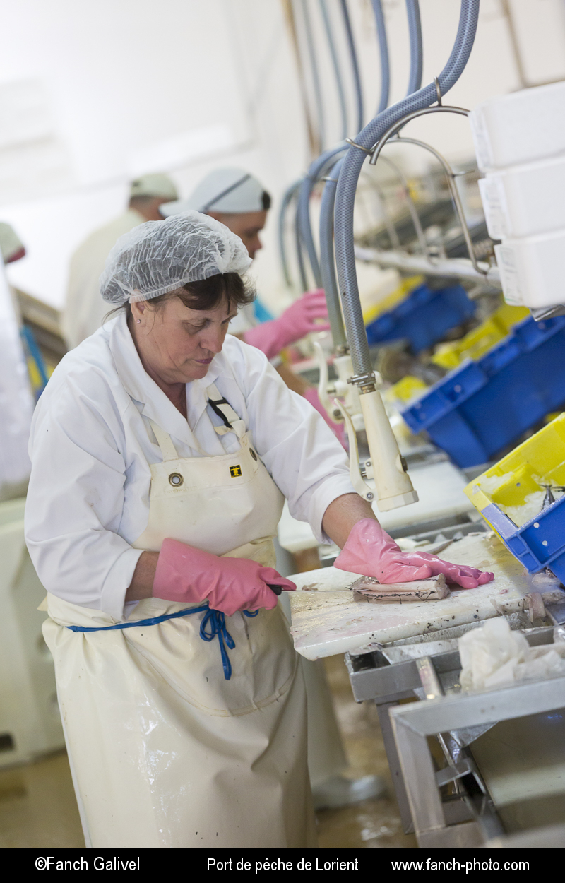Découpe de filets de poisson. Atelier de mareyage " Chalut des deux ports " basée sur le port de pêche de Keroman à Lorient.