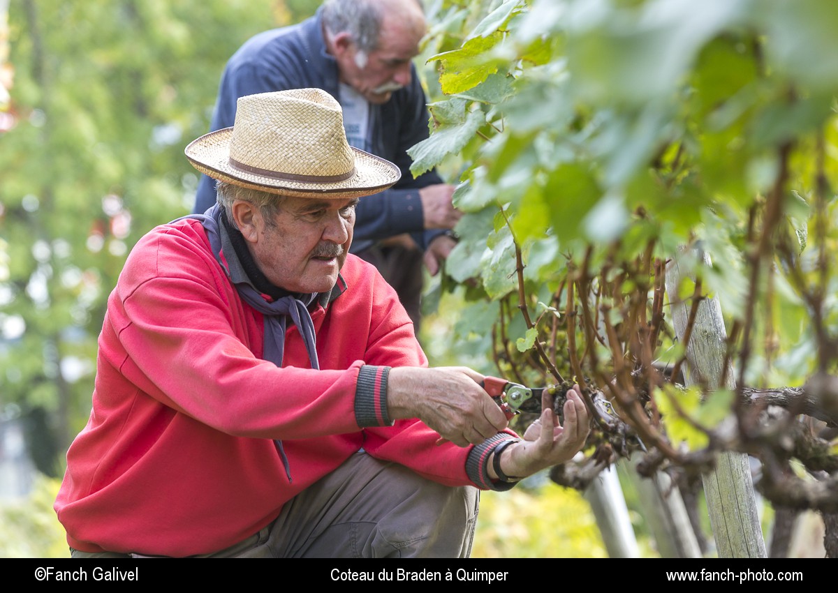 Vendange au domaine du coteau du Braden à Quimper par l'association " les amis de la vigne ".
