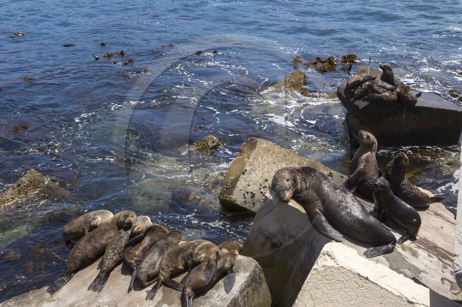 Otaries, Hermanus _ Afrique du sud