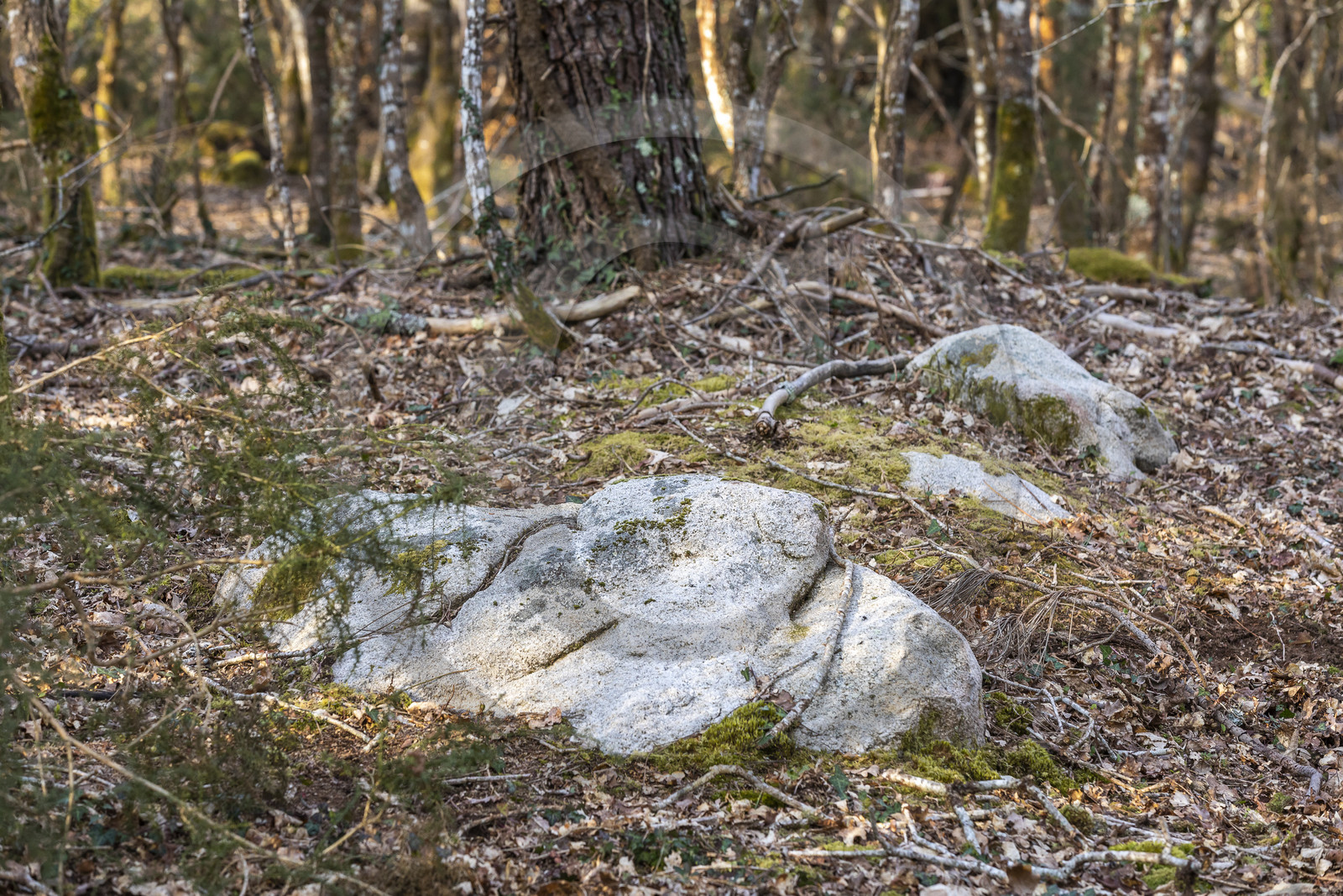Le site mégalithique Le Castellic à Carnac
