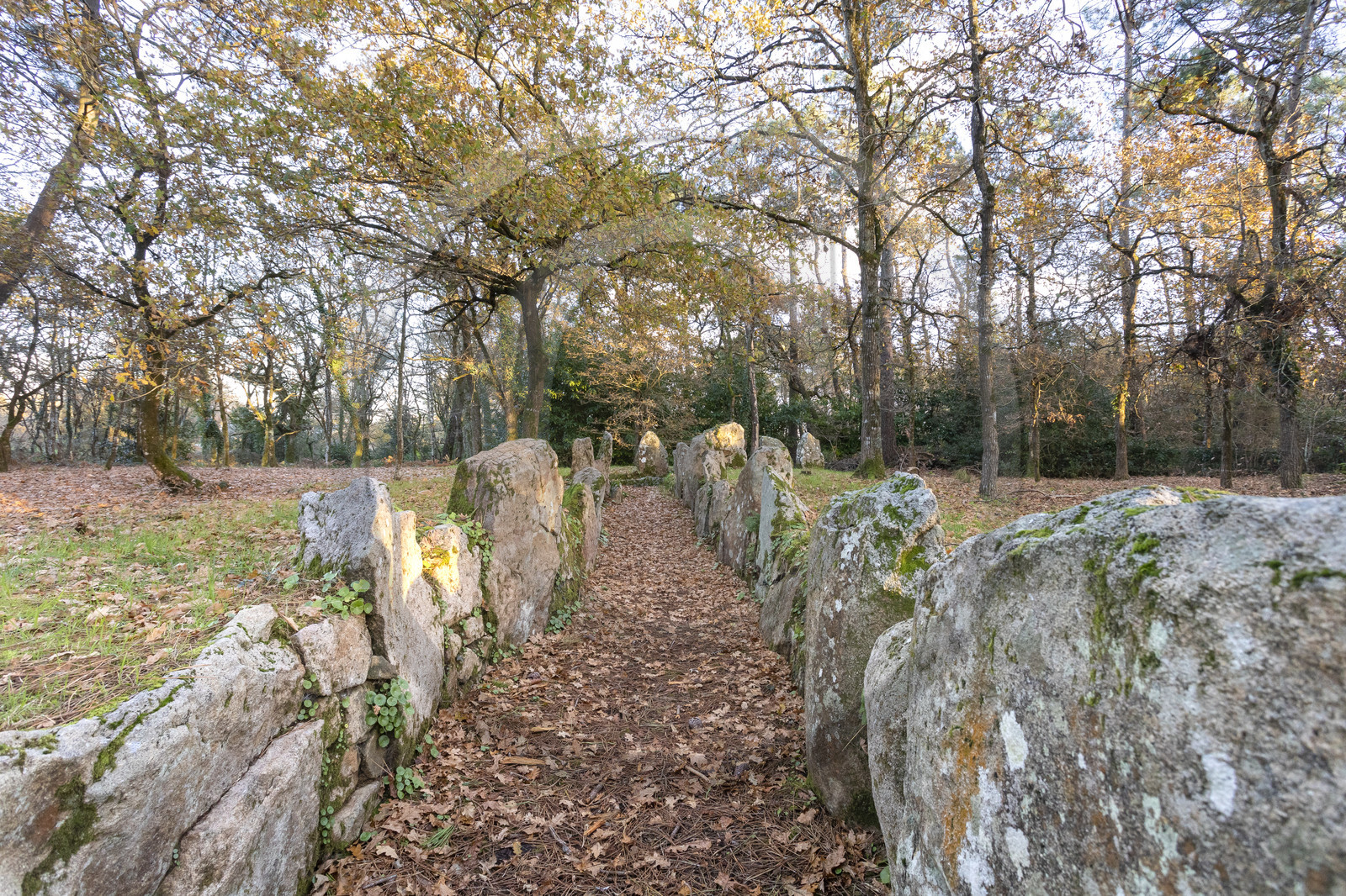 Allée couverte de Luffang Tal-er-Roch à Crach.