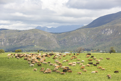 Elevage_Wilderness. Afrique du Sud