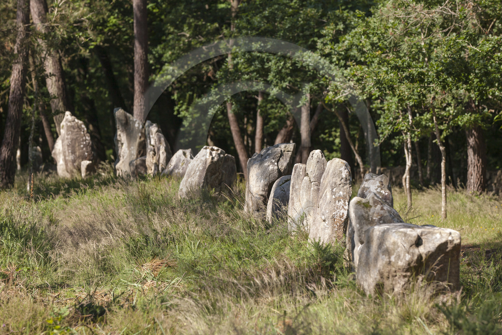 Alignements du Petit Menec _ La Trinite sur Mer