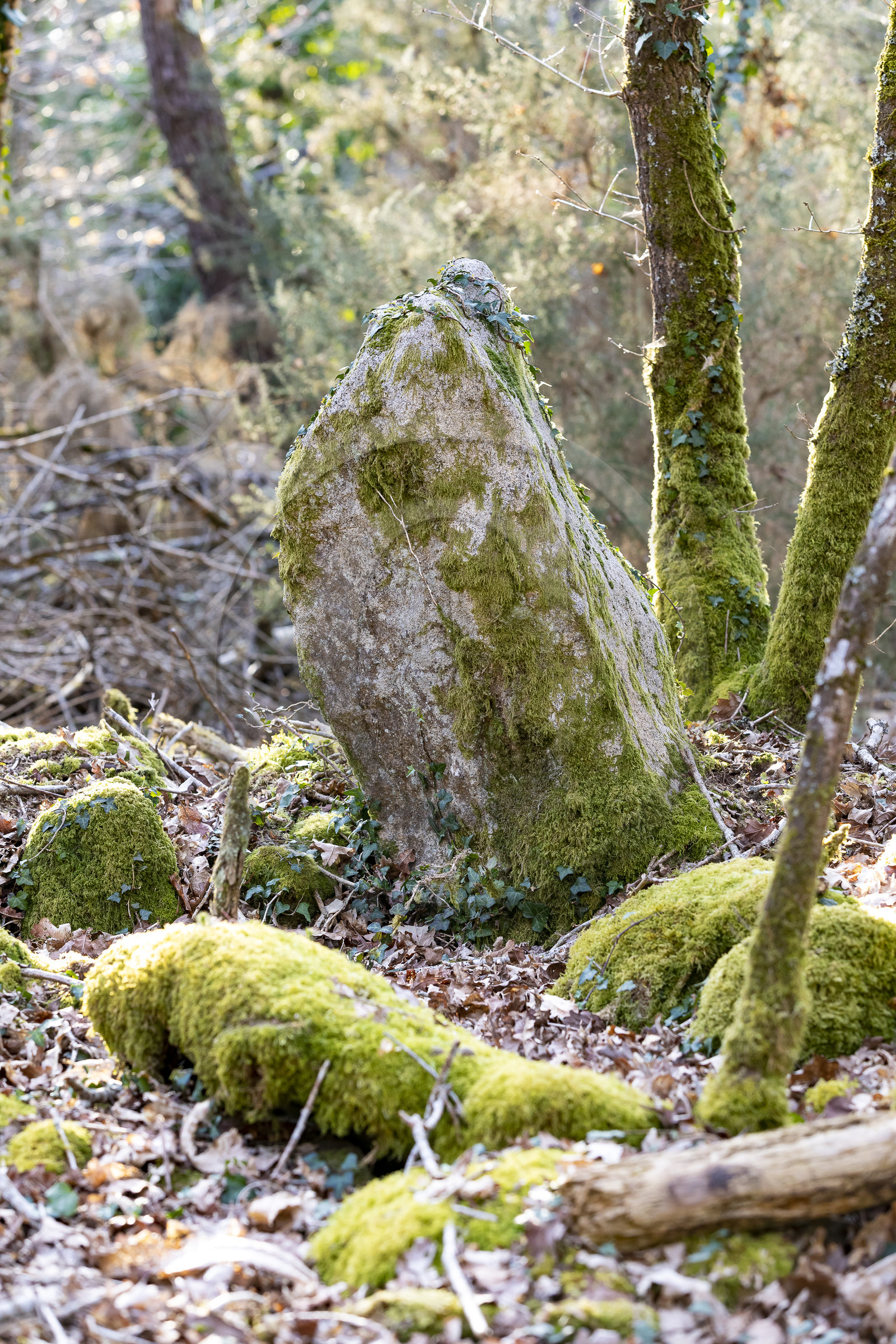 Le site mégalithique Le Castellic à Carnac