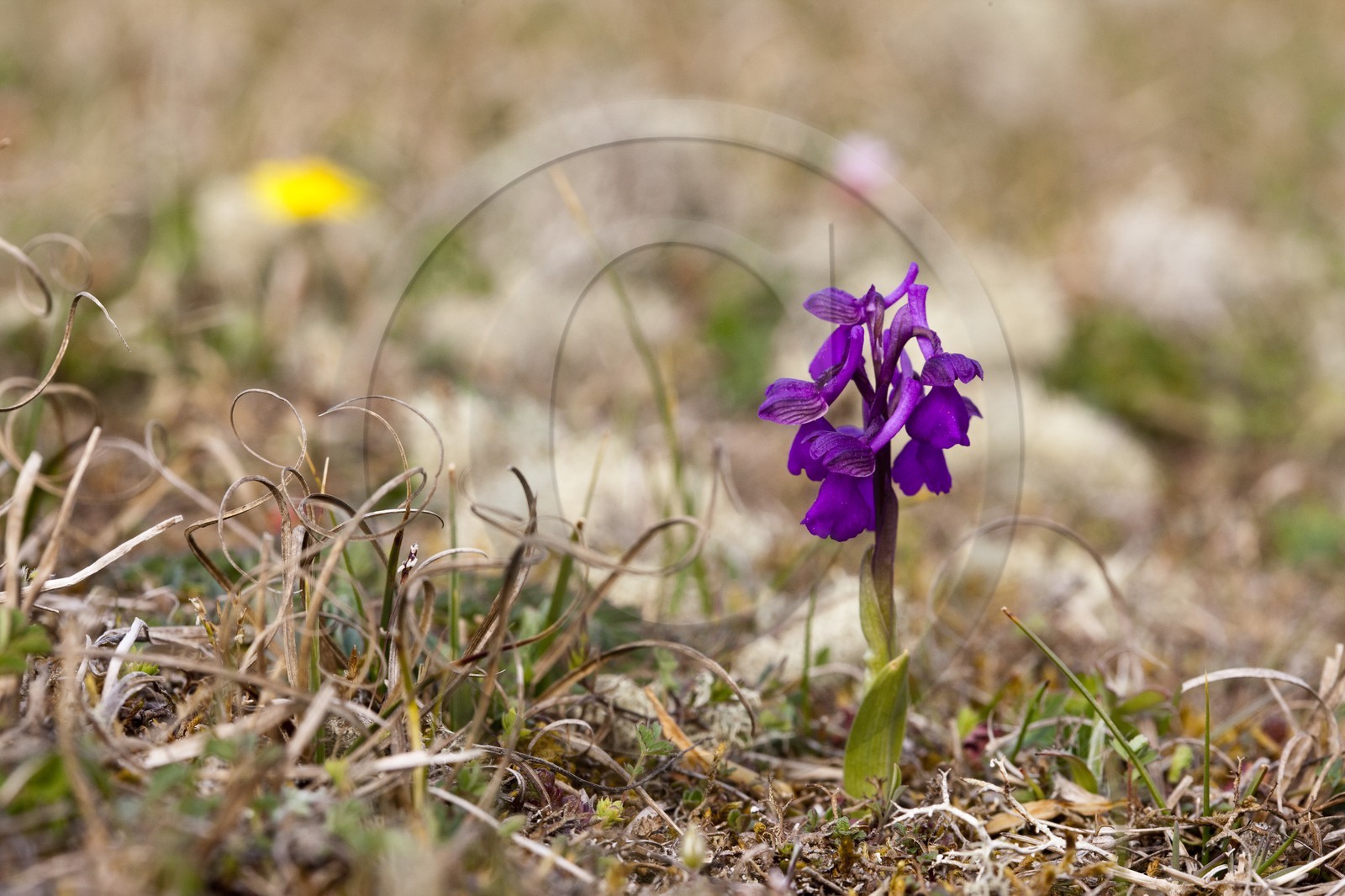 Orchidée Anacamptis morio _Erdeven