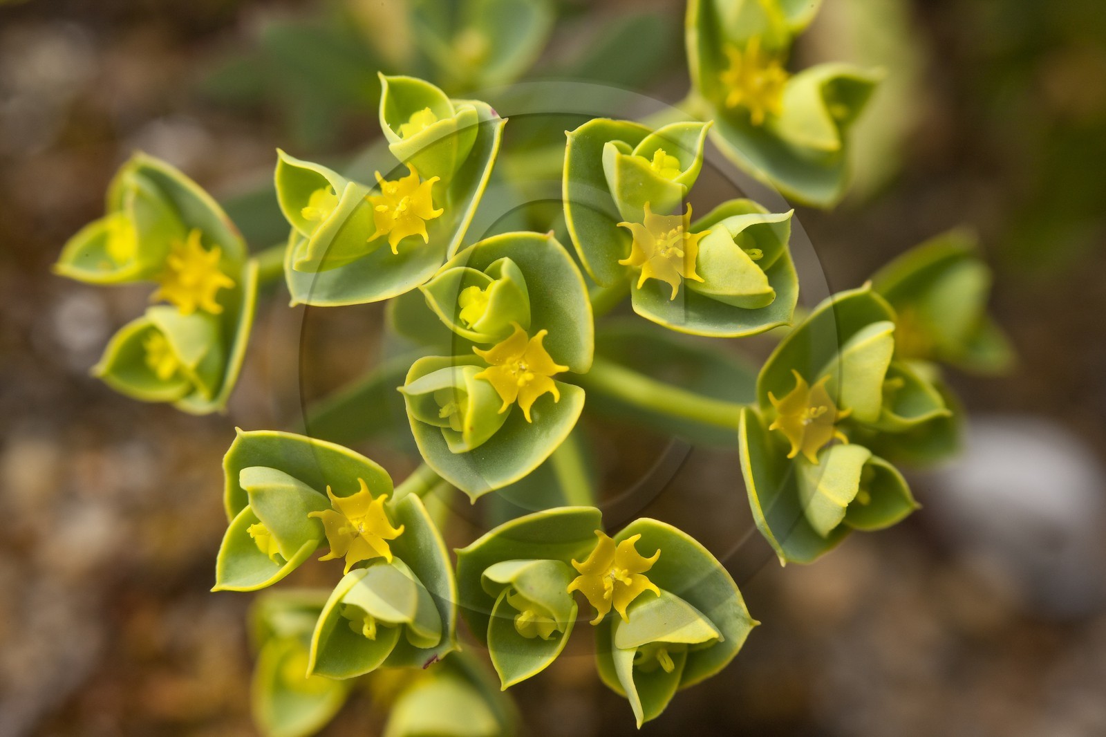 Euphorbe du littoral