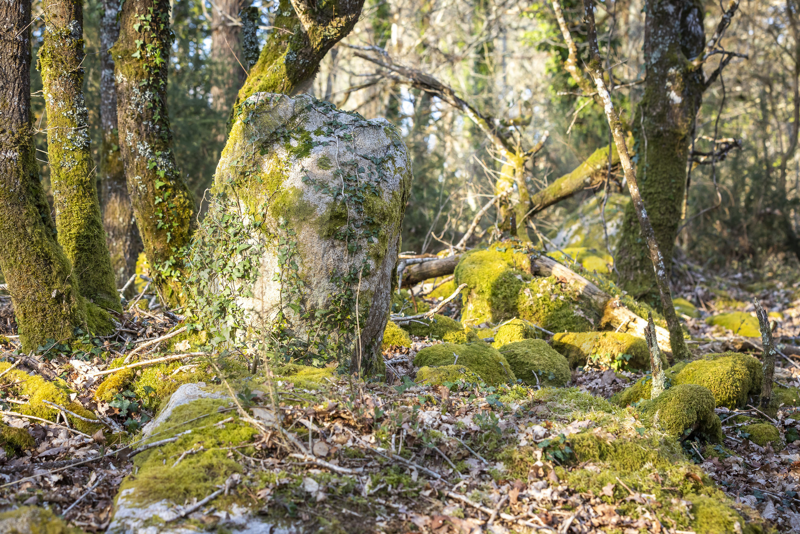 Le site mégalithique Le Castellic à Carnac
