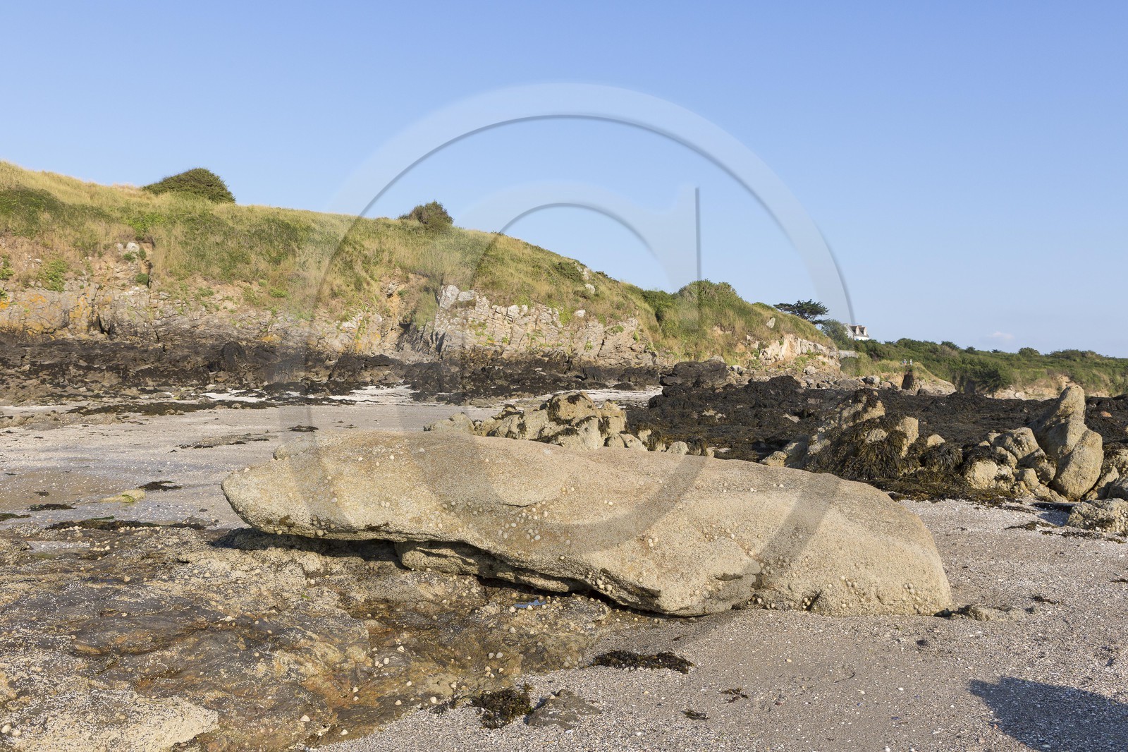 Le Menhir couché à St Jacut de la mer ( 22 )