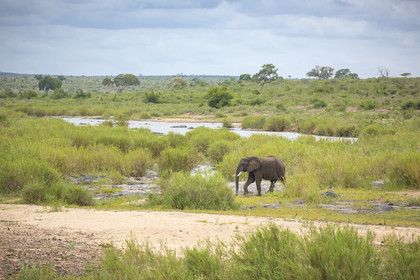 Eléphant_Parc Krüger, Afrique du Sud