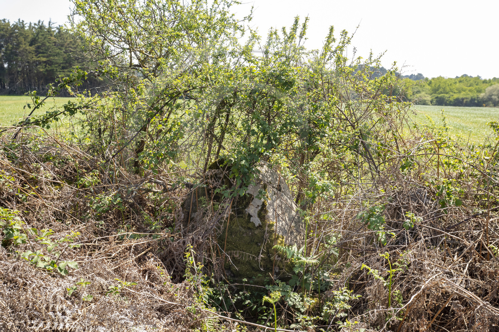 Allée couverte du Net _ Saint-Gildas-de-Rhuys