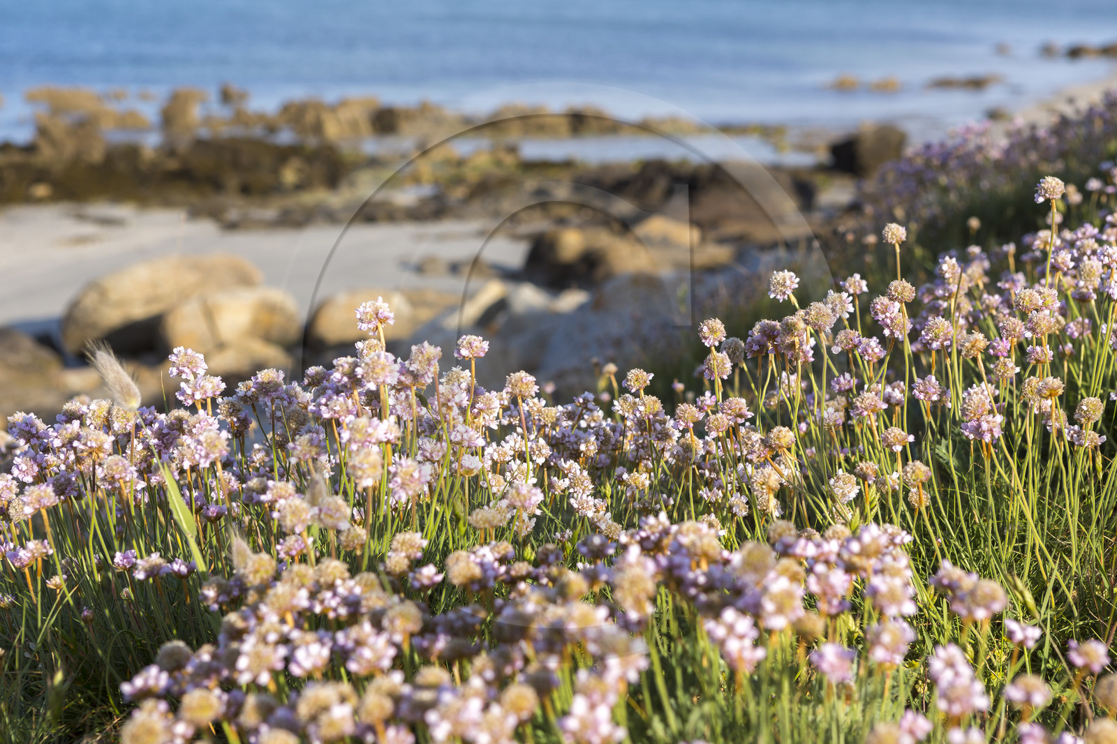 Sentier côtier_Carnac