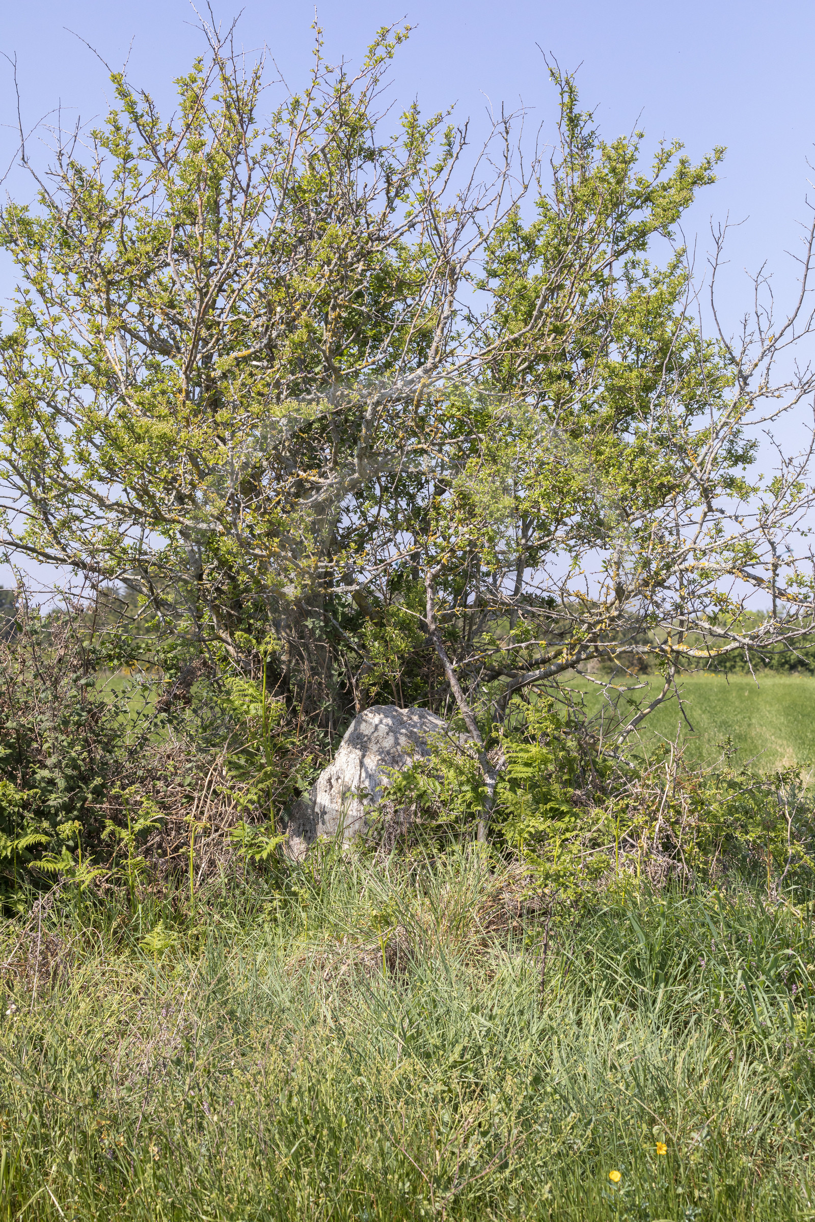 Allée couverte du Net _ Saint-Gildas-de-Rhuys